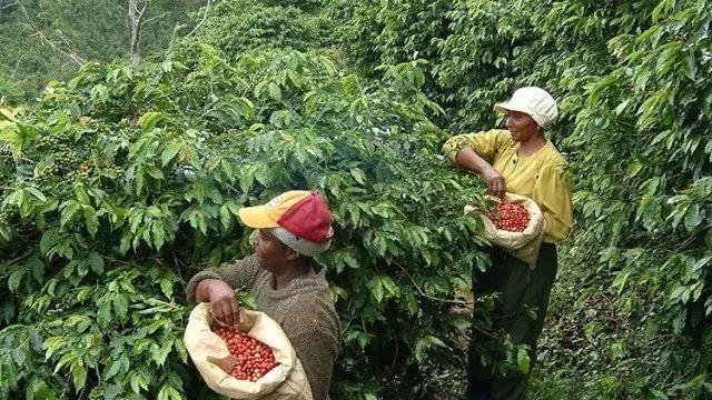 科普一下，不是所有标“蓝山”都是真蓝山，牙买加蓝山和蓝山风味咖啡的区别