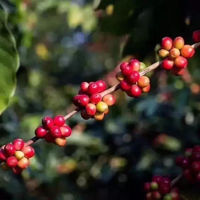 科普一下，不是所有标“蓝山”都是真蓝山，牙买加蓝山和蓝山风味咖啡的区别