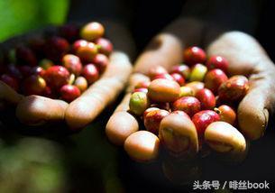 咖啡产区-非洲篇