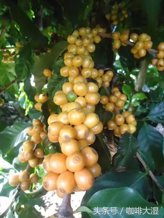 咖啡百科│详解11个最常见的咖啡豆种