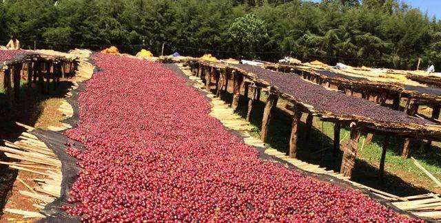 被誉为“百花魁首”, 埃塞俄比亚这小村落出产的咖啡让人心动