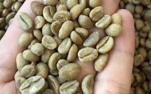 咖啡知识 | 谈谈埃塞俄比亚原生种咖啡豆