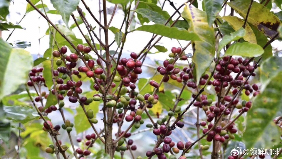 咖啡知识 | 谈谈埃塞俄比亚原生种咖啡豆