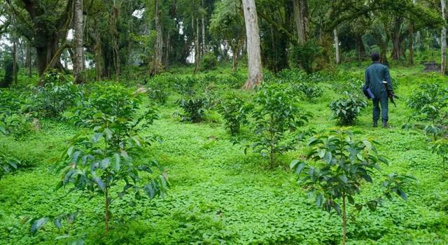 【专题报告】埃塞俄比亚·瑰夏村庄园CHAKA瑰夏日晒咖啡豆