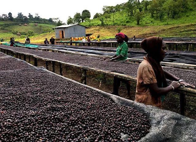 【专题报告】埃塞俄比亚·瑰夏村庄园CHAKA瑰夏日晒咖啡豆