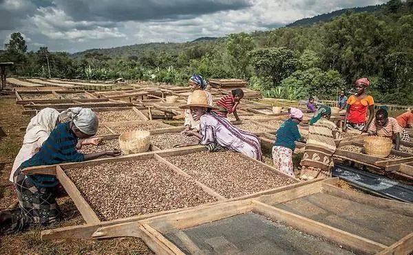 被誉为“百花魁首”, 埃塞俄比亚这小村落出产的咖啡让人心动