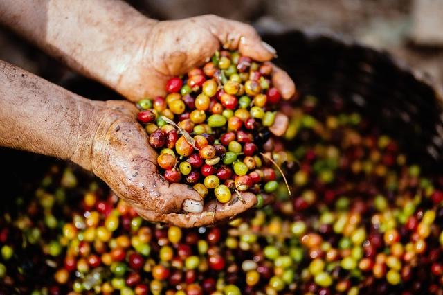 首冲耶加雪菲，以及埃塞俄比亚咖啡豆评级标准Grade背后的逻辑