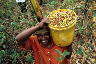 单品咖啡｜来自埃塞俄比亚的耶加雪菲