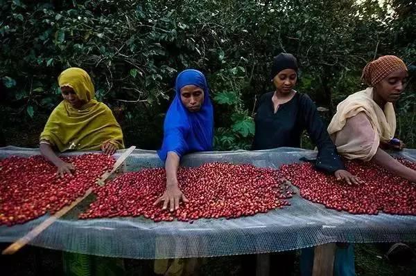 除了耶加雪菲，埃塞俄比亚的咖啡产区你还知道什么？