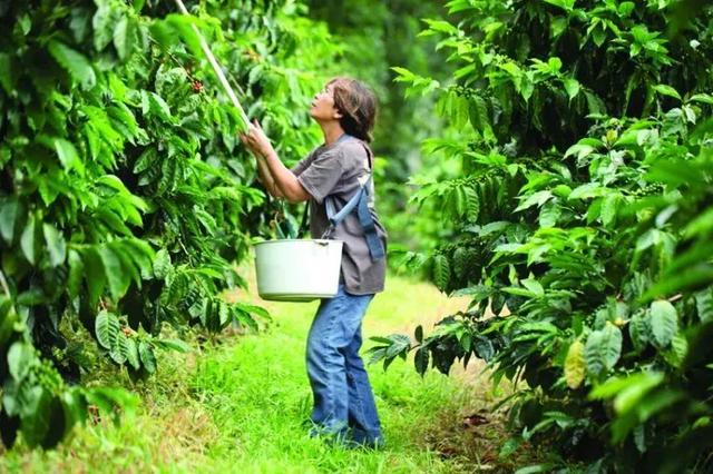 低海拔咖啡皇后诞生地：夏威夷科纳咖啡